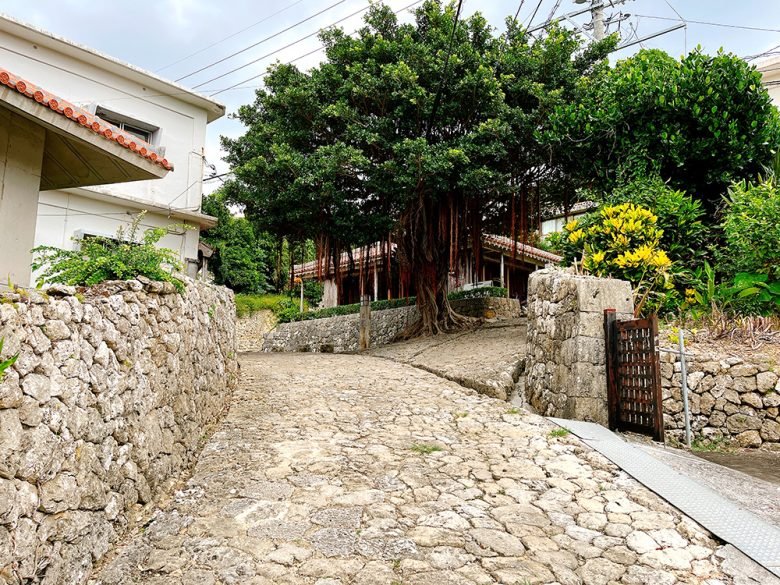 🌳 슈리 긴조의 큰 아카기 나무 (슈리킨조노 오오아카기) 이미지 7